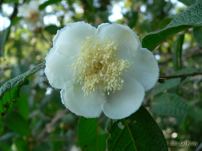 Campomanesia guazumifolia