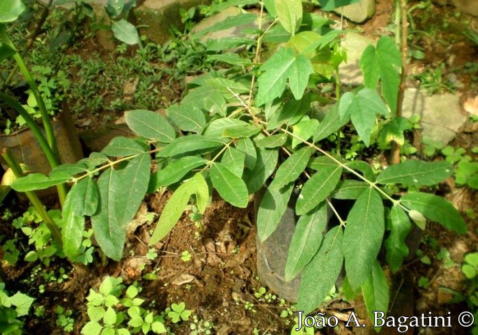 Campomanesia guazumifolia