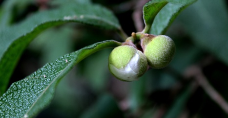 Campomanesia guazumifolia