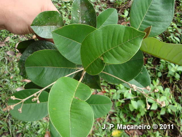 Myrcia pubipetala