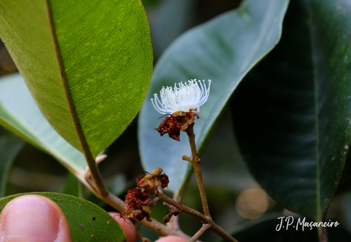 Myrcia pubipetala