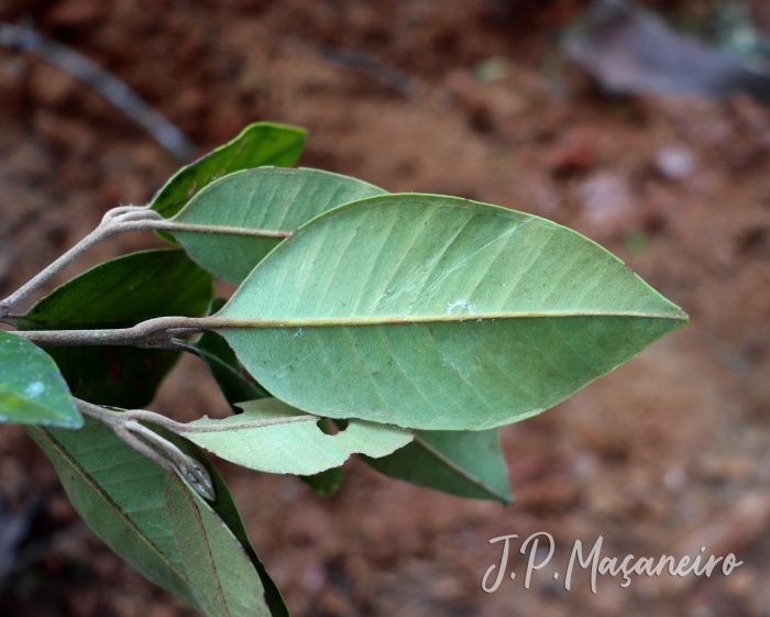 Myrcia pubipetala