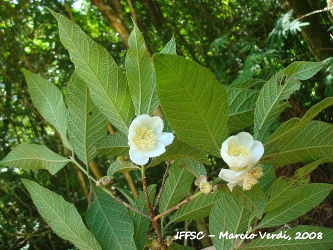 Campomanesia guazumifolia