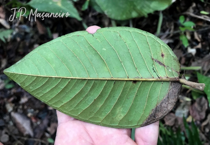 Myrcia pubipetala