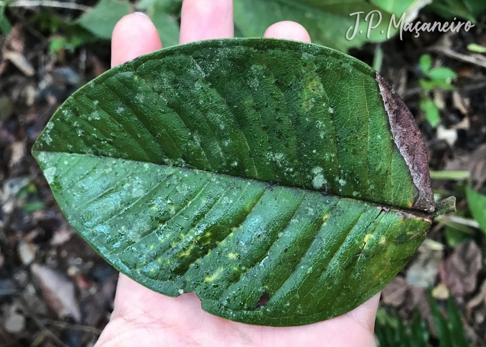 Myrcia pubipetala