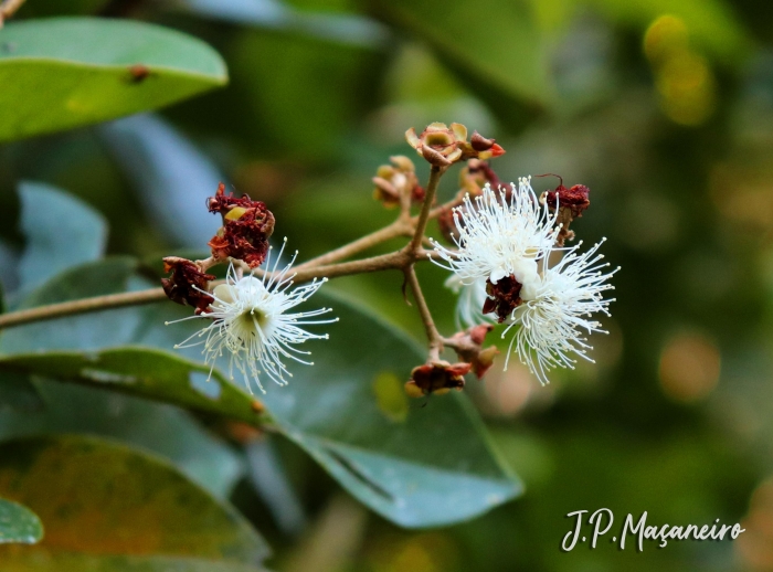 Myrcia pubipetala