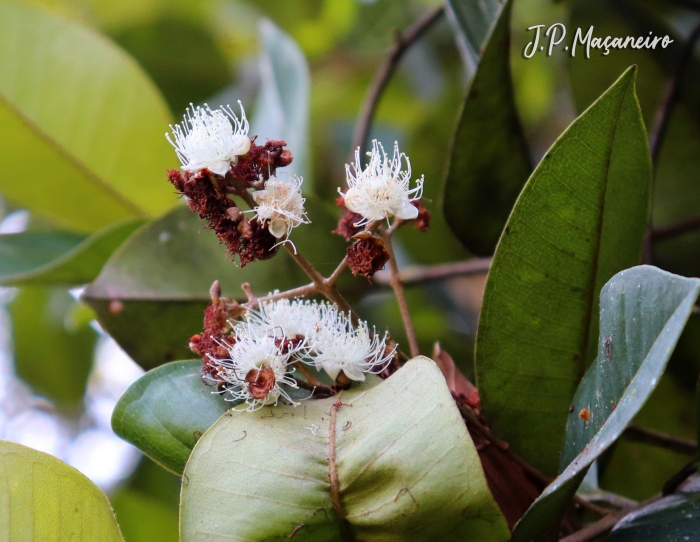 Myrcia pubipetala