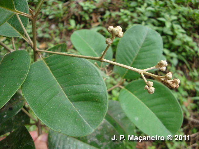 Myrcia pubipetala