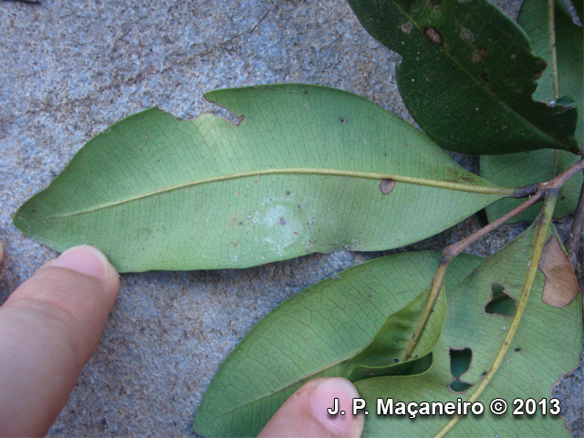 Myrcia subcordata