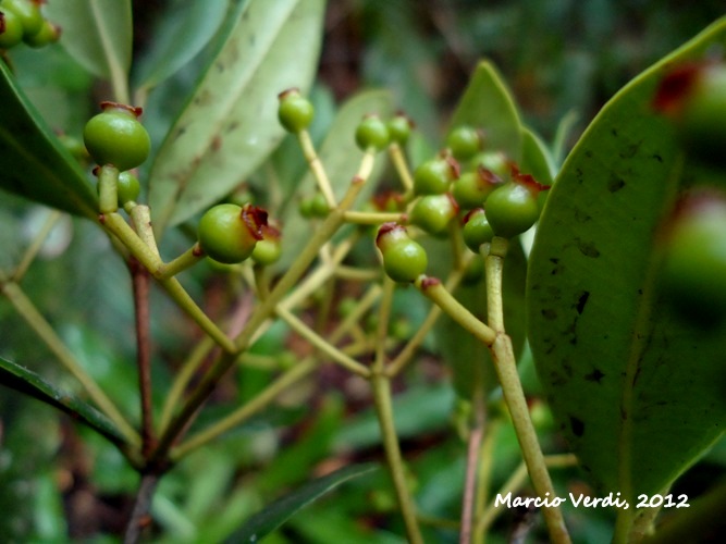 Myrcia pulchra