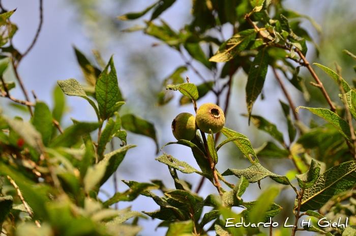 Campomanesia guazumifolia