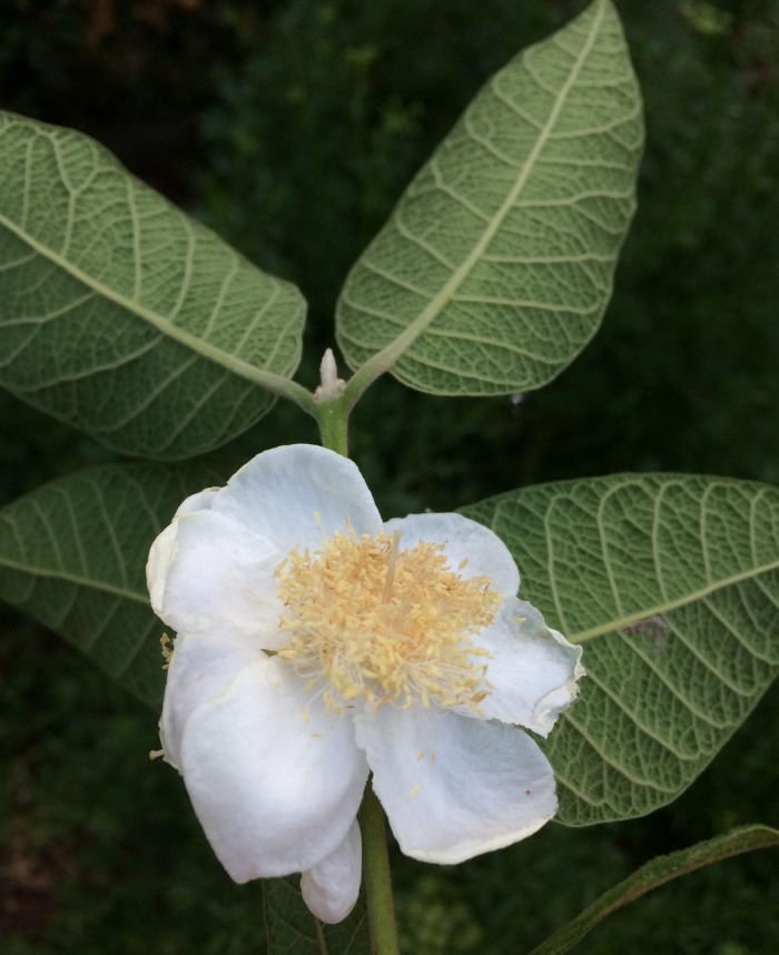 Campomanesia guazumifolia