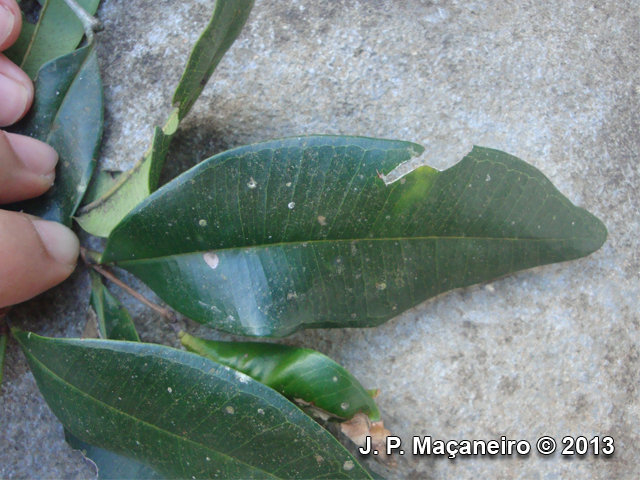 Myrcia subcordata