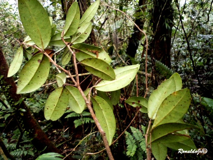 Myrcia pulchra