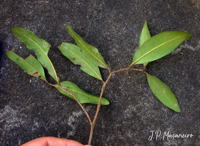 Myrcia subcordata