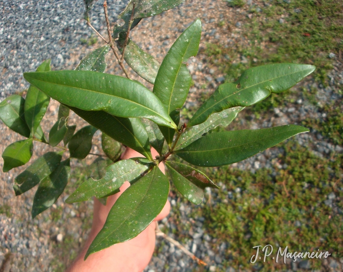 Myrcia subcordata