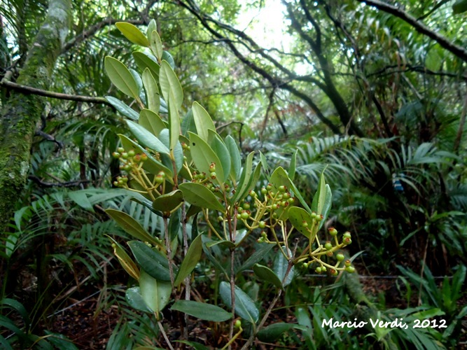 Myrcia pulchra