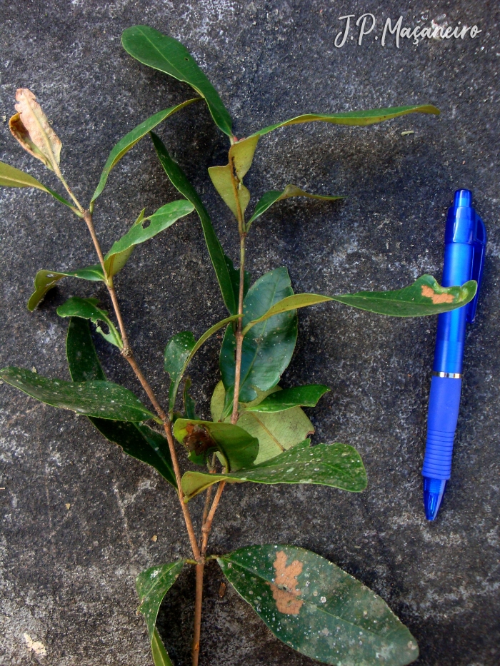 Myrcia subcordata