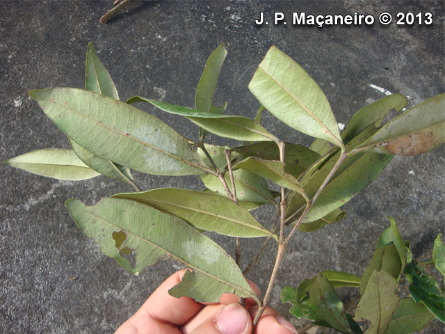 Myrcia subcordata