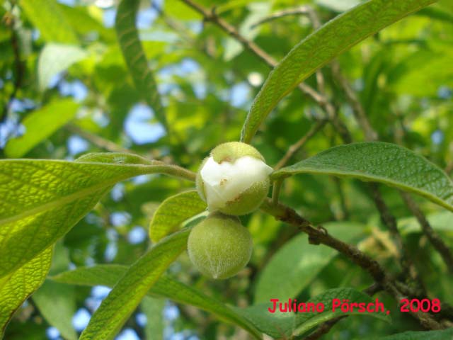 Campomanesia guazumifolia