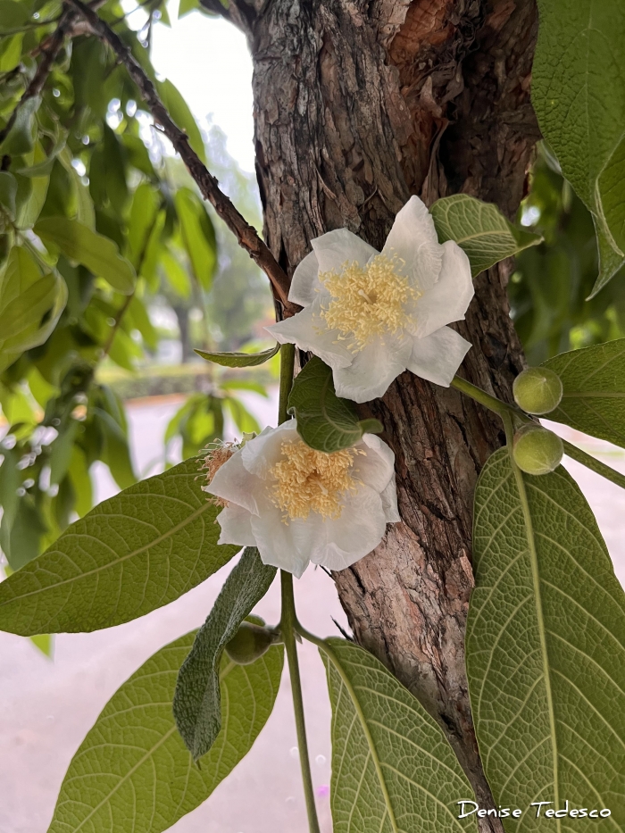 Campomanesia guazumifolia
