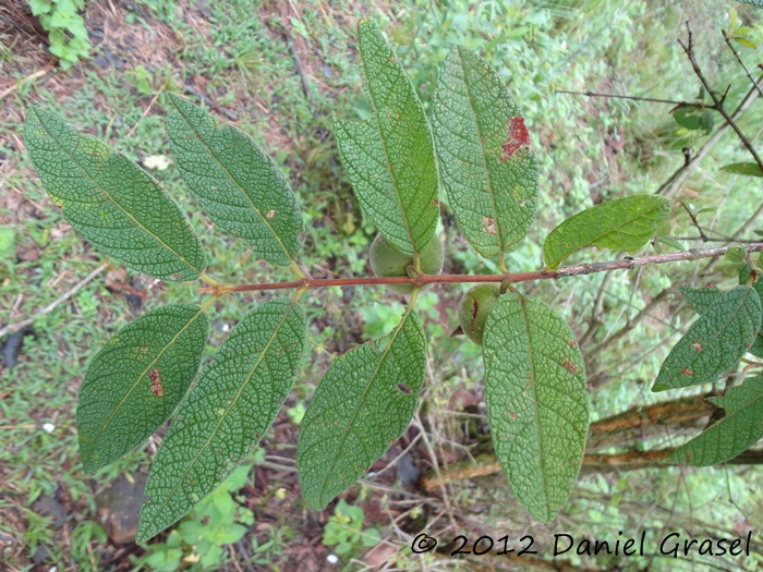 Campomanesia guazumifolia