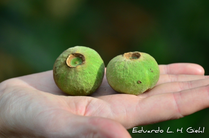 Campomanesia guazumifolia