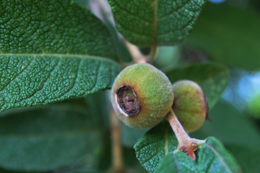 Campomanesia guazumifolia