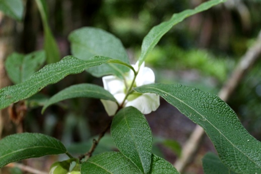 Campomanesia guazumifolia