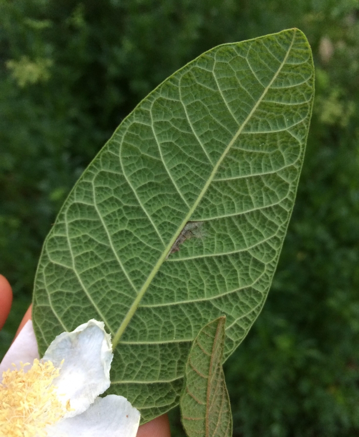 Campomanesia guazumifolia