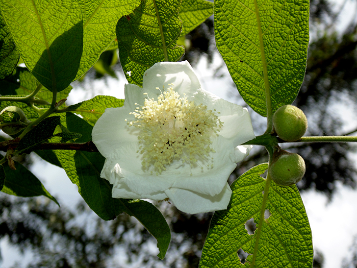 Campomanesia guazumifolia