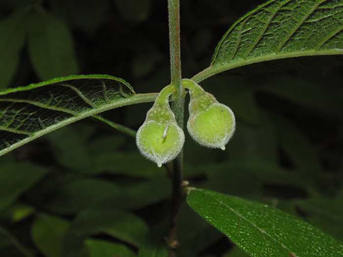 Campomanesia guazumifolia