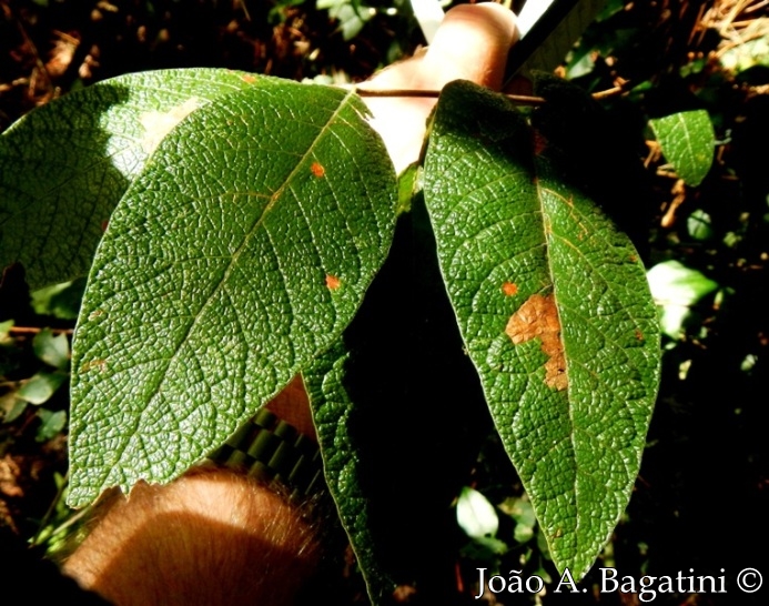 Campomanesia guazumifolia