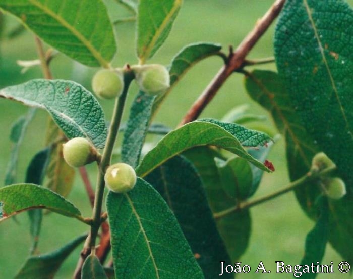 Campomanesia guazumifolia