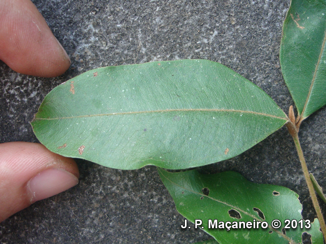 Myrcia aethusa