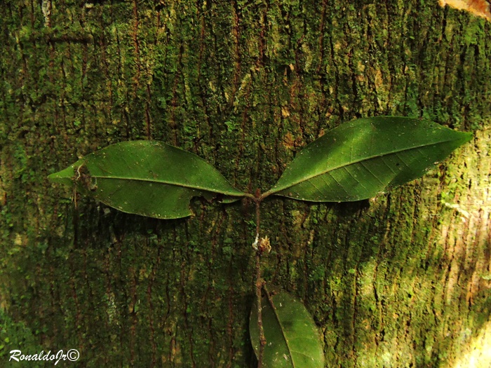 Myrcia aethusa