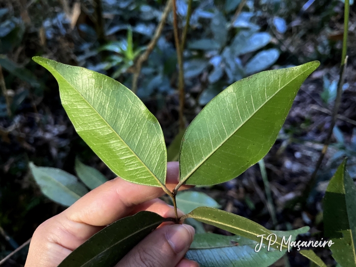 Myrcia aethusa