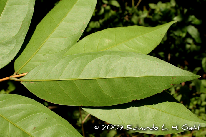 Eugenia florida