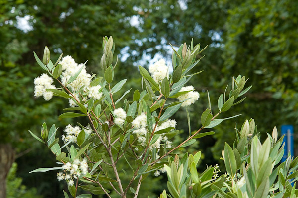 Myrcia oblongata