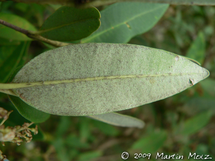 Myrcia oblongata