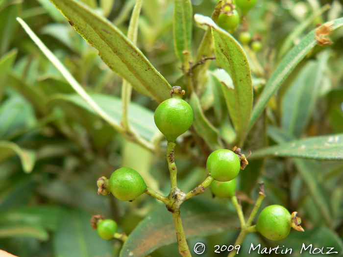 Myrcia oblongata