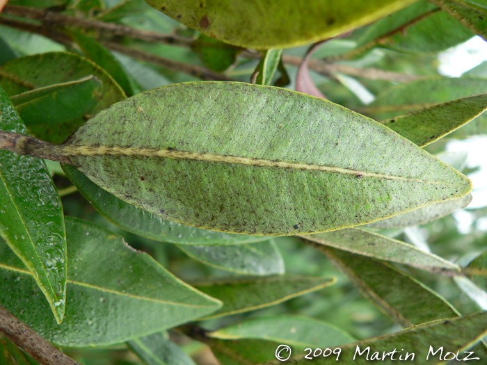 Myrcia oblongata