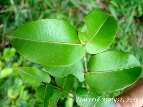 Neomitranthes cordifolia