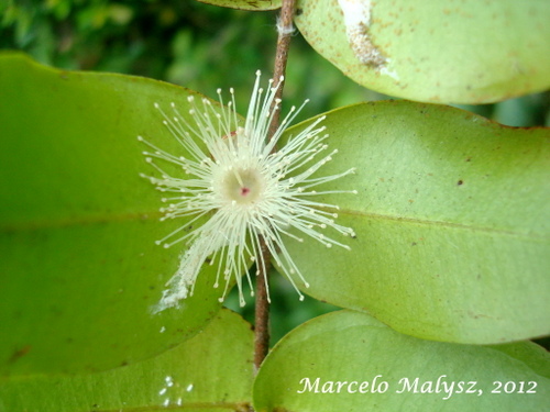 Neomitranthes cordifolia