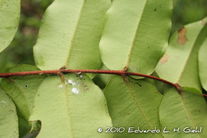 Neomitranthes cordifolia