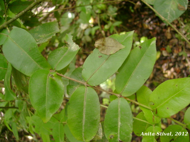 Neomitranthes cordifolia