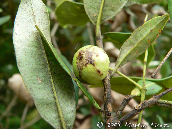 Myrcia oblongata