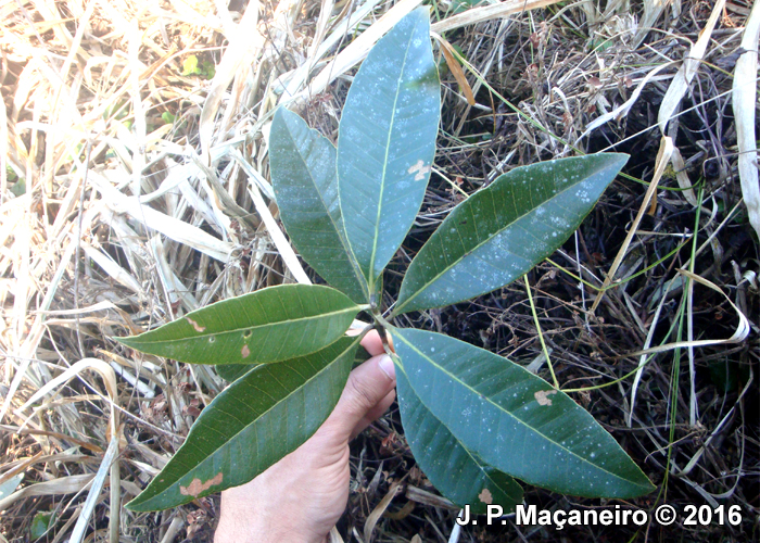 Pimenta pseudocaryophyllus