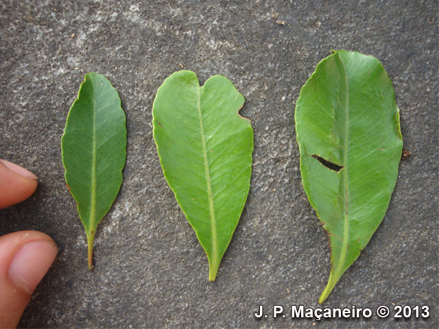 Pimenta pseudocaryophyllus