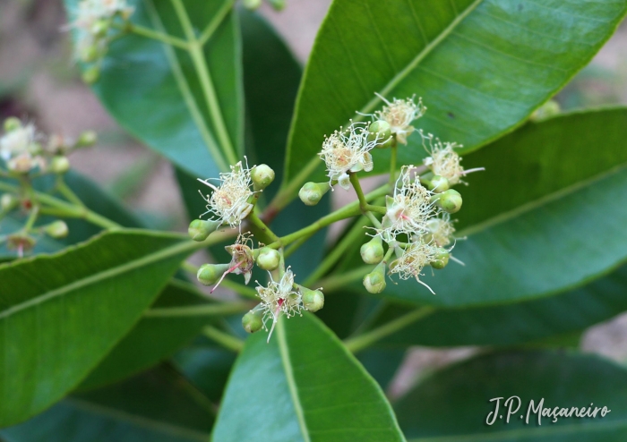 Pimenta pseudocaryophyllus